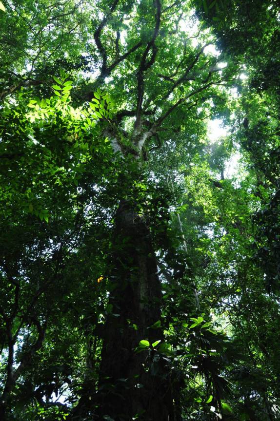 Enormes árvores na floresta primária do Parque Nacional Corcovado, na Península de Osa, no sul da Costa Rica